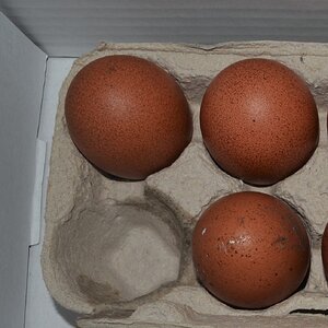 Cuckoo Marans