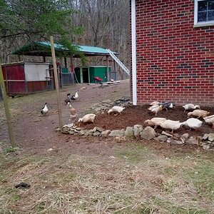 More Gardening Ducks