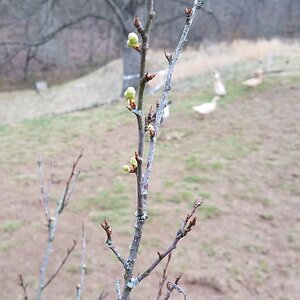First greens on the plum-tree