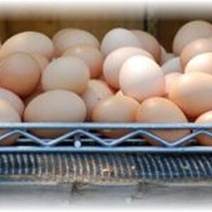 egg assortment_1.jpg
