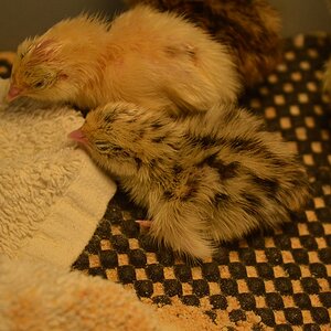 Sticky and Leopard.jpg