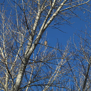 Cooper's Hawk