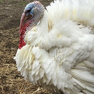 Tom
