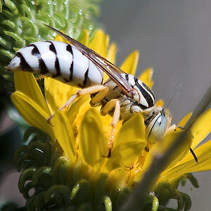 Sand_Wasp_P8144480_08-14-2005-001.jpg