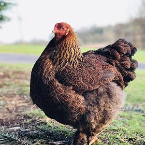 Luna the Golden Partridge Brahma