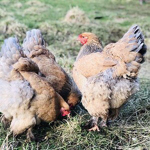 Blue Buff Columbian Hens.