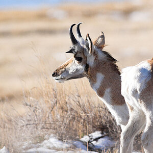 Antelope_X3210252_03-21-2020-001.jpg