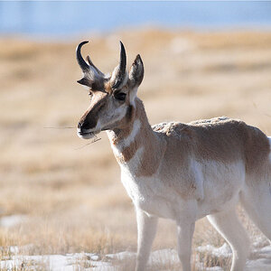 Antelope_X3210253_03-21-2020-001.jpg