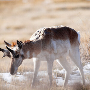 Antelope_X3210255_03-21-2020-001.jpg