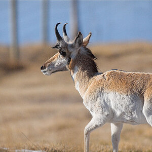 Antelope_X3210256_03-21-2020-001.jpg