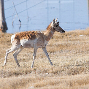 Antelope_X3210257_03-21-2020-001.jpg