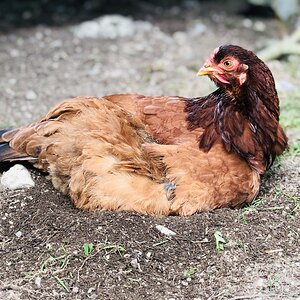 RIR x Brahma mixed pullet