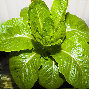Romaine_lettuce_X3210262_03-21-2020-001.jpg