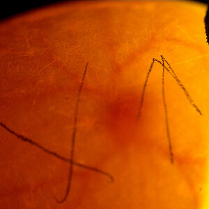 Goose_egg_U3264417_03-26-2020-001.jpg