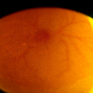 Goose_egg_U3264420_03-26-2020-001.jpg