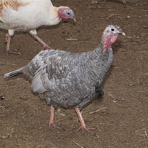 Blue_slate_sweetgrass_hen_X3260284_03-26-2020-001.jpg