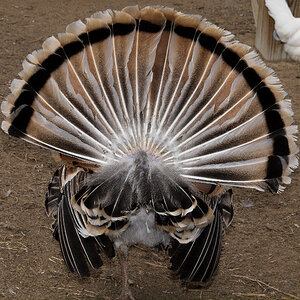 Sweetgrass_tom_X3260287_03-26-2020-001.jpg