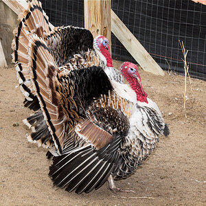 Sweetgrass_tom_X3260290_03-26-2020-001.jpg