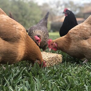 Treat time!