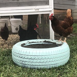 Dust bathing