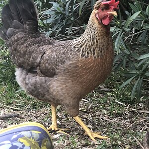Olive Egger
