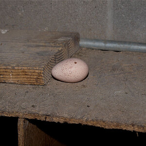 Turkey_egg_X3300291_03-30-2020-001.jpg