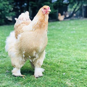 Lemon Pyle Brahma hen