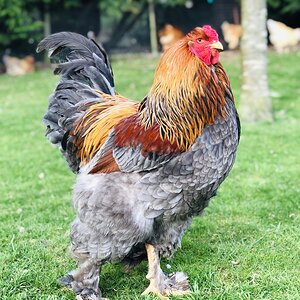 Blue Partridge Brahma Cockerel