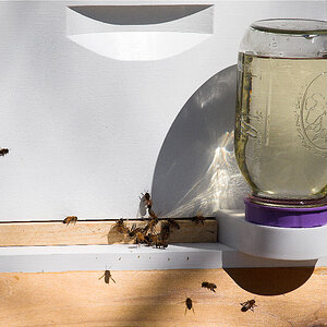 Saskatraz_bee_hive_X4070327_04-07-2020-001.jpg