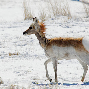 Antelope_X4030312_04-03-2020-001.jpg