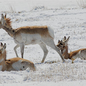 Antelope_X4030313_04-03-2020-001.jpg