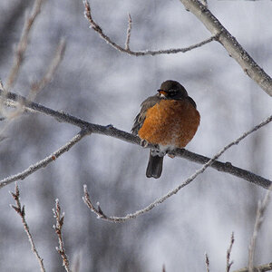 Robin_X4030306_04-03-2020-001.jpg