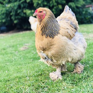 Blue Buff Columbian Brahma Hen.