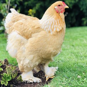 Lemon Pyle Brahma Hen.