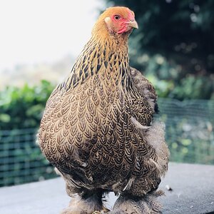 Golden Partridge Brahma Pullet.