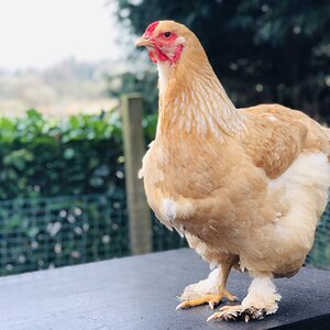 Lemon Pyle Brahma Hen.