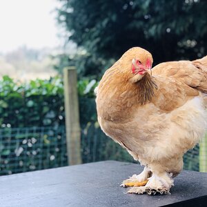 Blue Buff Columbian Brahma Hen.