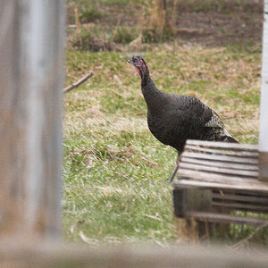 Wild_turkey_X4100338_04-10-2020-001.jpg