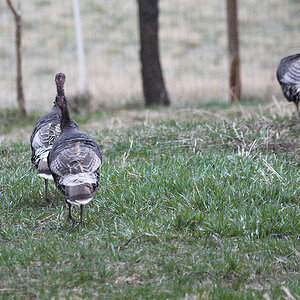 Wild_turkey_X4100345_04-10-2020-001.jpg
