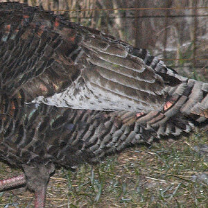 Wild_turkey_sweetgrass_turkey_X4110369_04-11-2020-001a.jpg