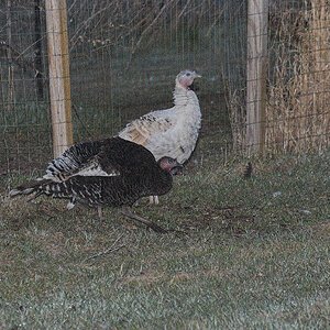 Wild_turkey_sweetgrass_turkey_X4110372_04-11-2020-001.jpg