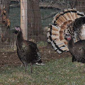 Wild_turkey_sweetgrass_turkey_X4110373_04-11-2020-001.jpg