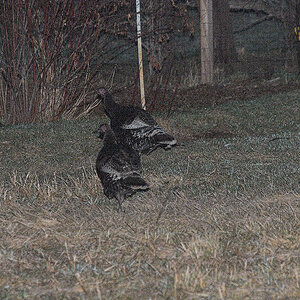 Wild_turkey_X4110351_04-11-2020-001.jpg