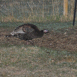 Wild_turkey_X4110356_04-11-2020-001.jpg