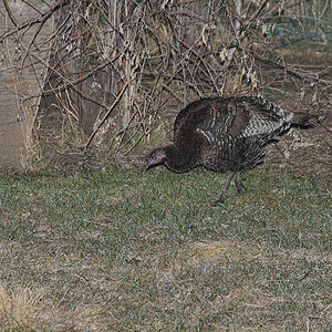 Wild_turkey_X4110357_04-11-2020-001.jpg