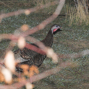 Wild_turkey_X4110361_04-11-2020-001.jpg