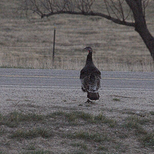 Wild_turkey_X4110384_04-11-2020-001.jpg