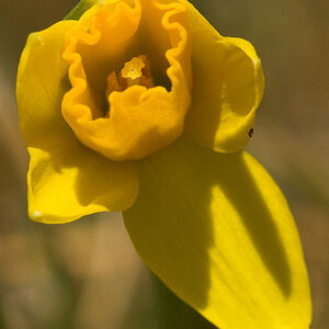 Daffodil_U4104440_04-10-2020-001.jpg