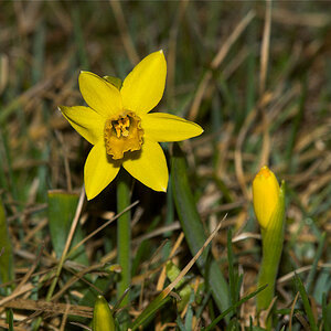 Daffodil_X4110383_04-11-2020-001.jpg