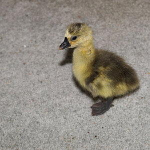 African_gray_gosling_X4200468_04-20-2020-001.jpg